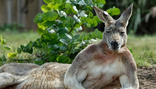 Los animales que no se duda de su frescura