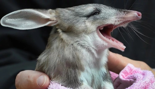 Los bandicoots son lindos animales australianos con un destino difícil