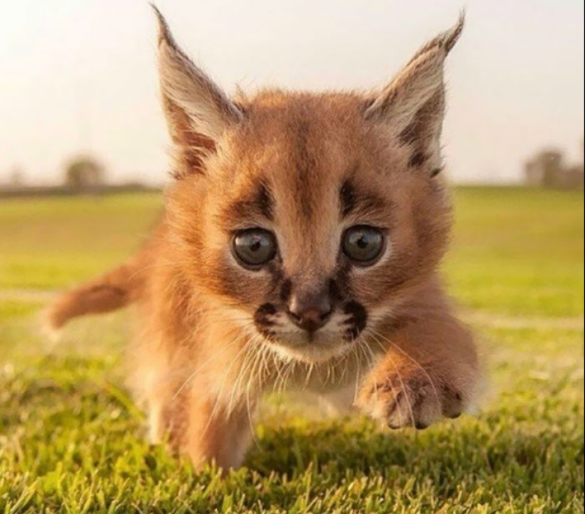 Los caracales son los más lindos y hermosos entre los gatos