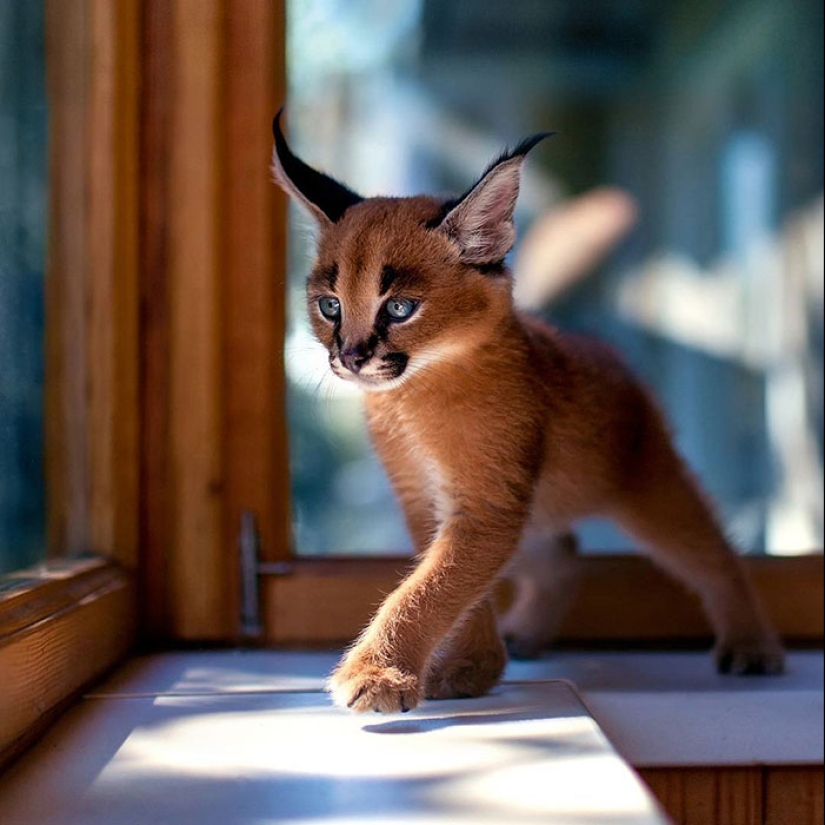 Los caracales son los más lindos y hermosos entre los gatos