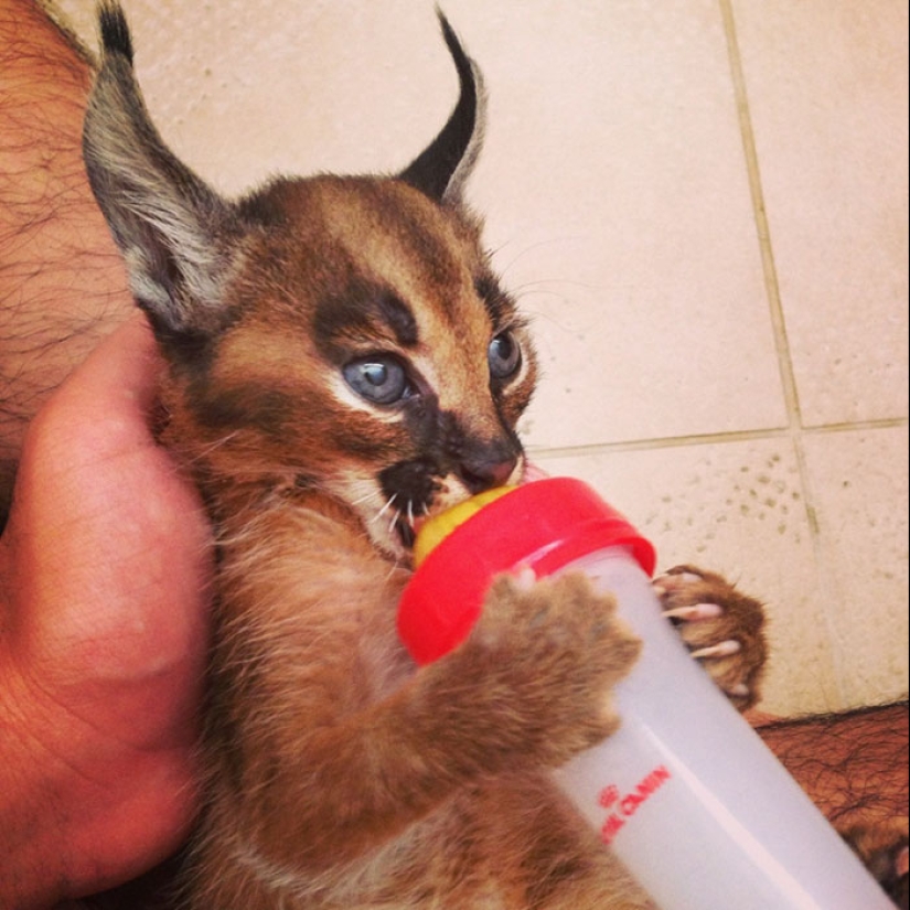 Los caracales son los más lindos y hermosos entre los gatos