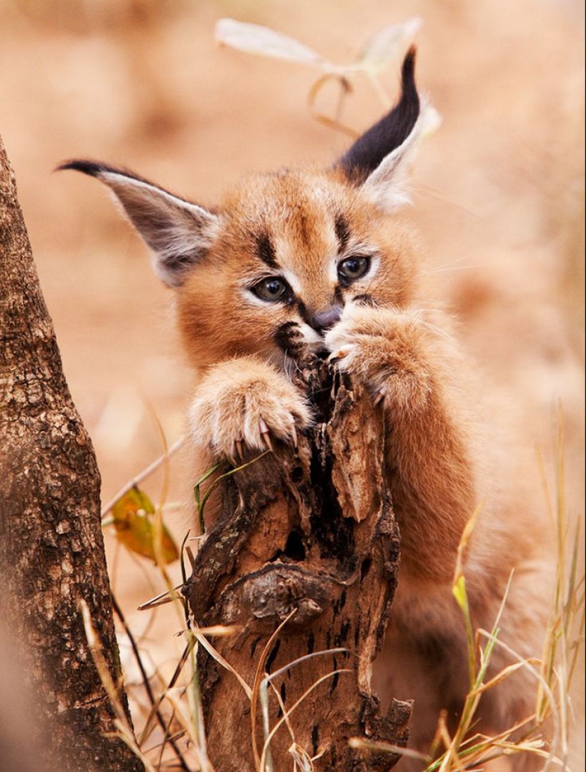 Los caracales son los más lindos y hermosos entre los gatos