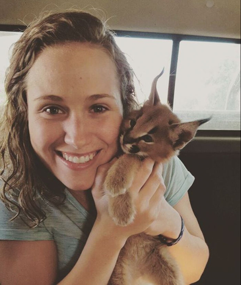 Los caracales son los más lindos y hermosos entre los gatos