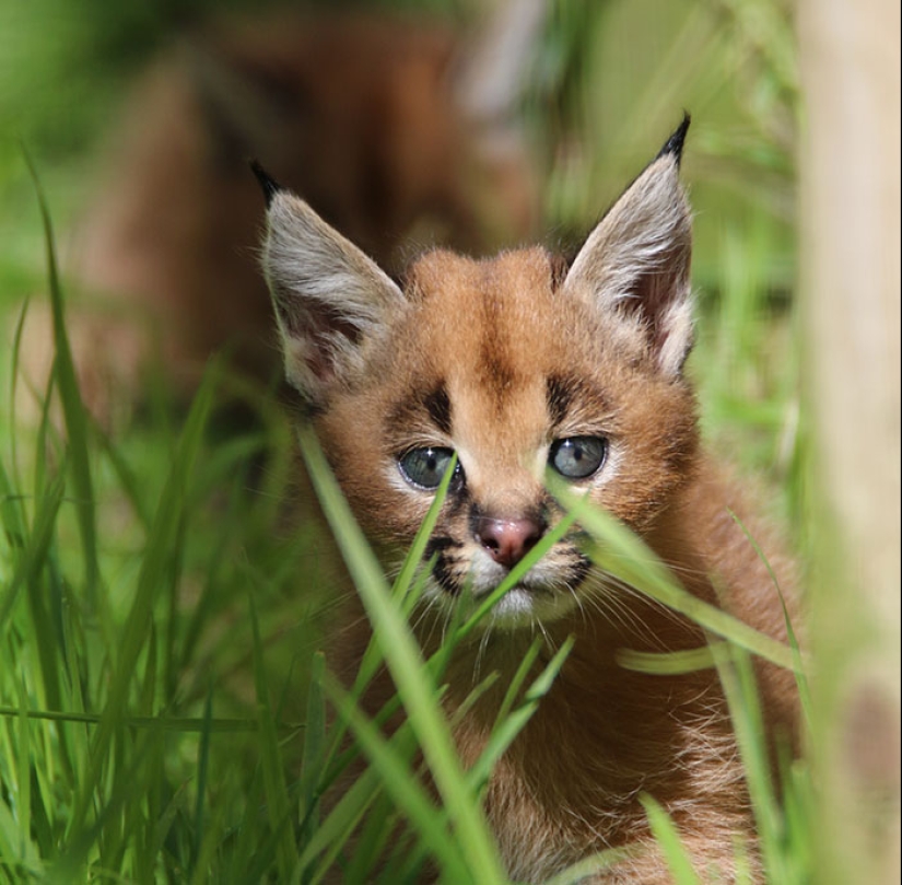 Los caracales son los más lindos y hermosos entre los gatos