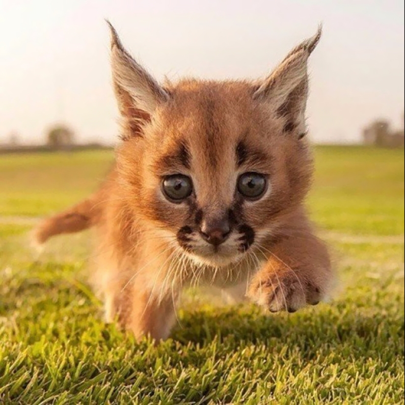 Los caracales son los más lindos y hermosos entre los gatos