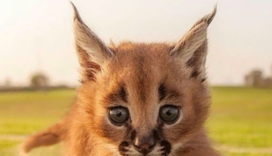 Los caracales son los más lindos y hermosos entre los gatos