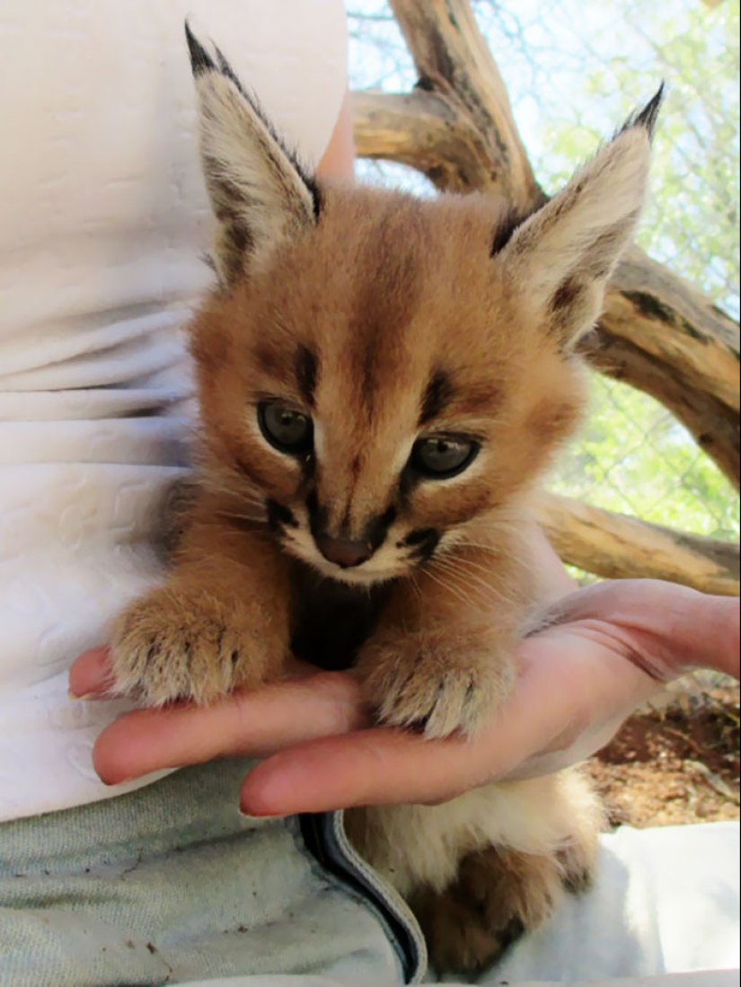 Los caracales son los más lindos y hermosos entre los gatos