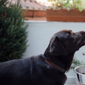 Los científicos dijeron qué razas de perros viven más