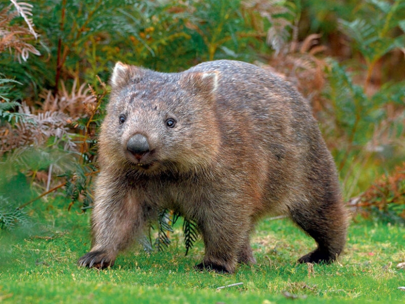 Los científicos han descubierto por qué los excrementos de los wombats tienen la forma de un cubo. Resulta que esto es importante!