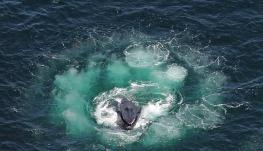 Los científicos mantienen una 'conversación' de 20 minutos con una ballena llamada Twain en su propio idioma