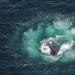 Los científicos mantienen una 'conversación' de 20 minutos con una ballena llamada Twain en su propio idioma