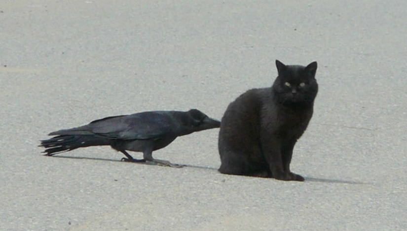 Los cuervos trolean a otros animales tirando de sus colas