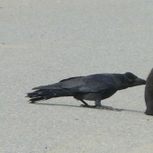 Los cuervos trolean a otros animales tirando de sus colas