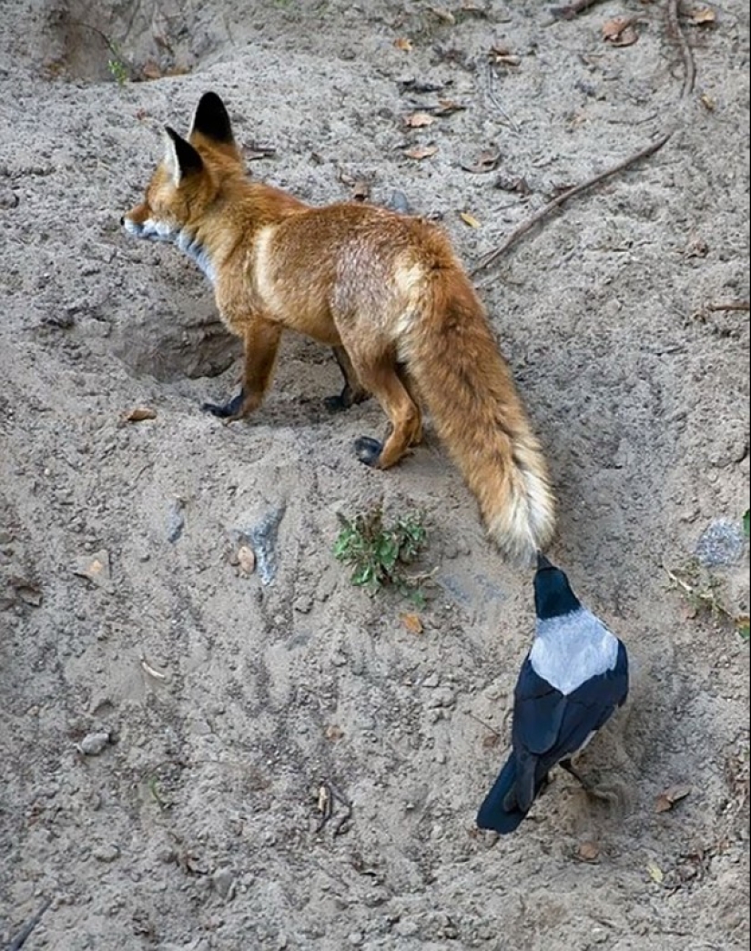 Los cuervos trolean a otros animales tirando de sus colas