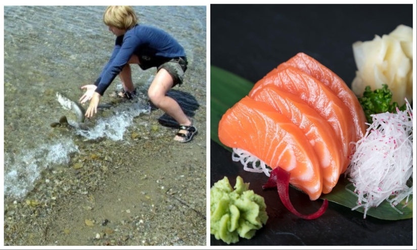 Los estudiantes de las escuelas japonesas cultivan pescado, y luego deciden si lo comen o lo liberan al océano