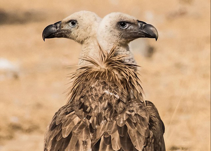 Los fotógrafos accidentalmente hacen mutantes de animales salvajes