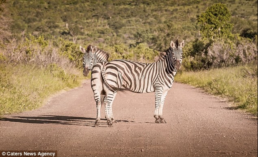 Los fotógrafos accidentalmente hacen mutantes de animales salvajes