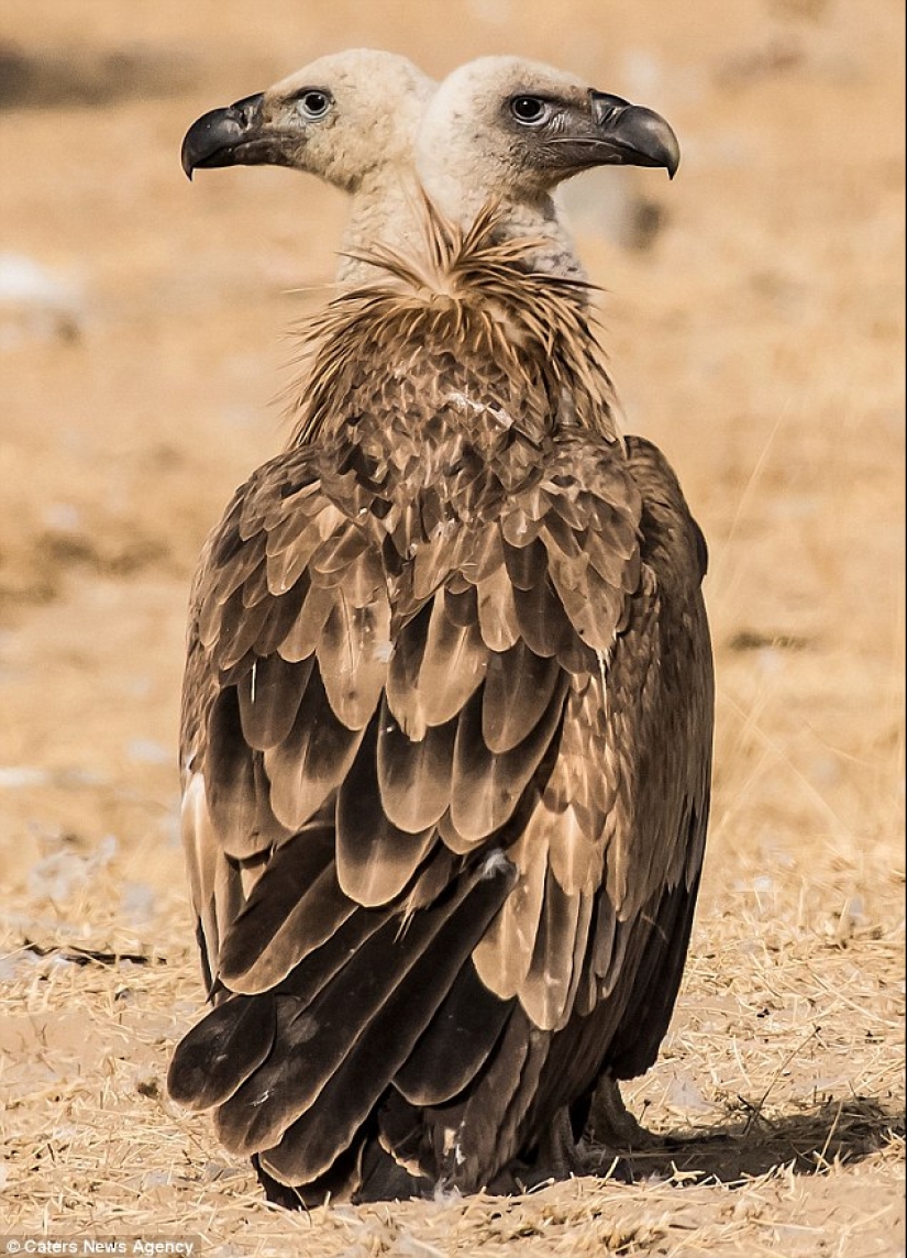 Los fotógrafos accidentalmente hacen mutantes de animales salvajes