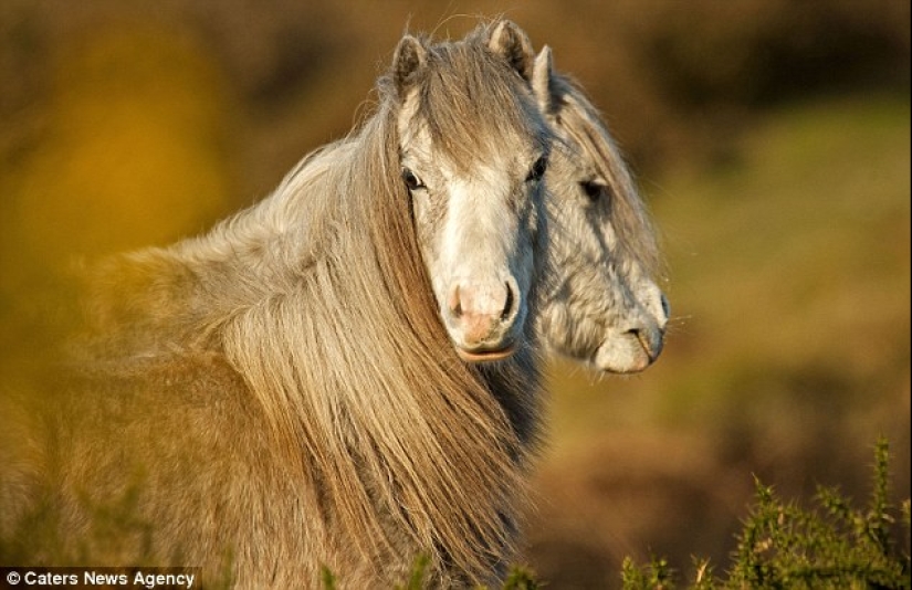 Los fotógrafos accidentalmente hacen mutantes de animales salvajes