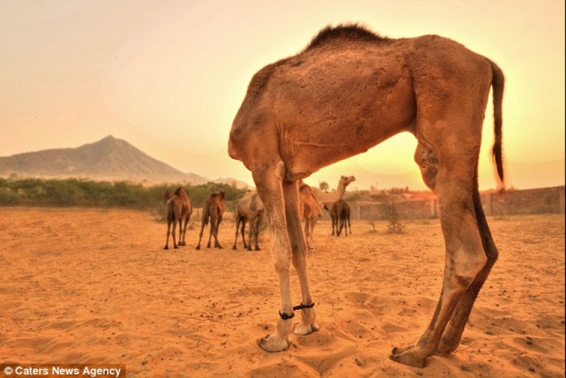 Los fotógrafos accidentalmente hacen mutantes de animales salvajes