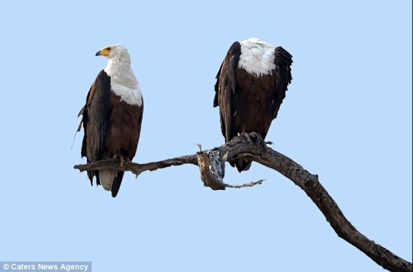 Los fotógrafos accidentalmente hacen mutantes de animales salvajes