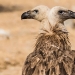 Los fotógrafos accidentalmente hacen mutantes de animales salvajes