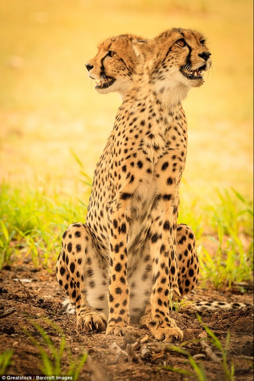 Los fotógrafos accidentalmente hacen mutantes de animales salvajes