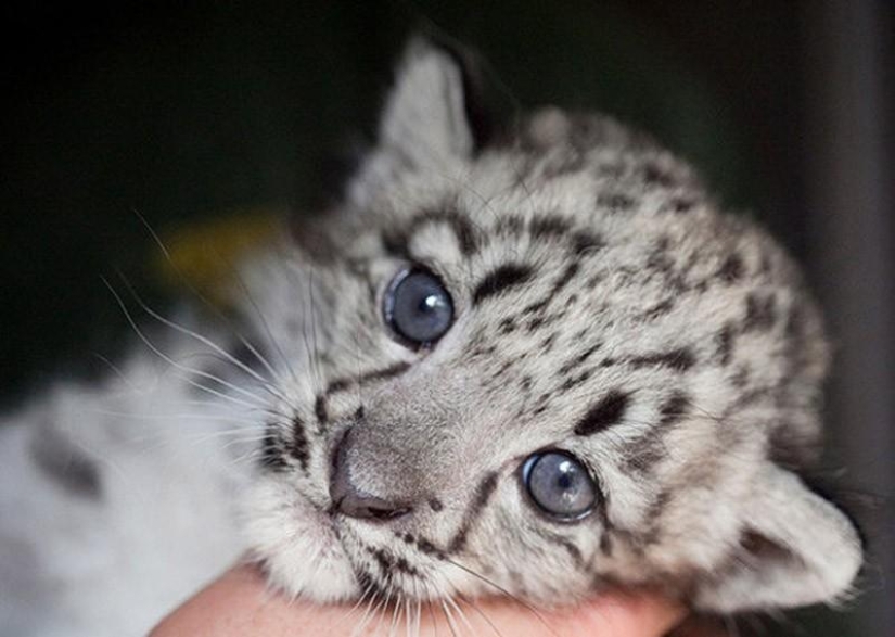 Los gatitos son depredadores felinos mimimi