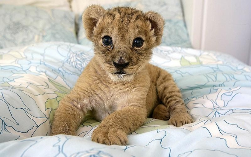 Los gatitos son depredadores felinos mimimi