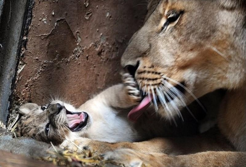 Los gatitos son depredadores felinos mimimi