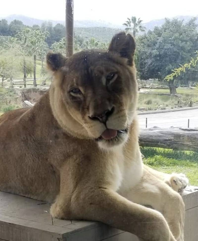 Los gatos lo es todo. Incluso la lengua sobresaliente!