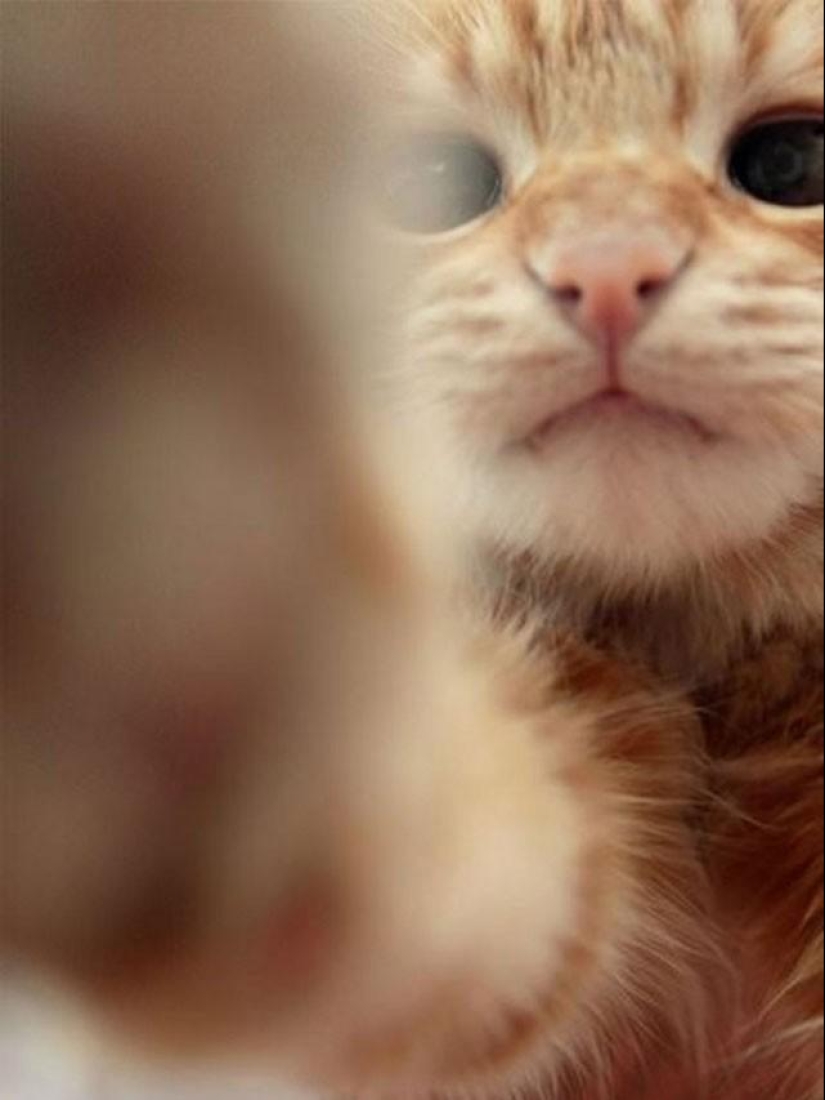 Los gatos se tomaban selfies mucho antes de que se convirtiera en la corriente principal