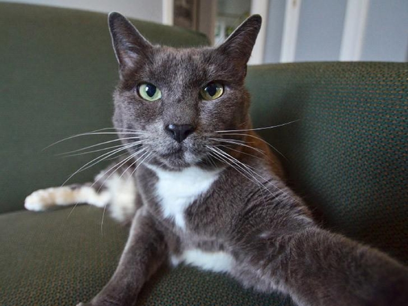 Los gatos se tomaban selfies mucho antes de que se convirtiera en la corriente principal