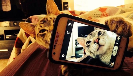 Los gatos se tomaban selfies mucho antes de que se convirtiera en la corriente principal