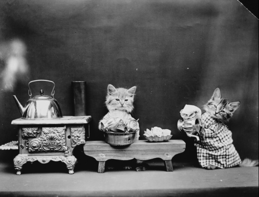 Los gatos y cachorros retro de Harry Witter que causaron sensación hace 100 años