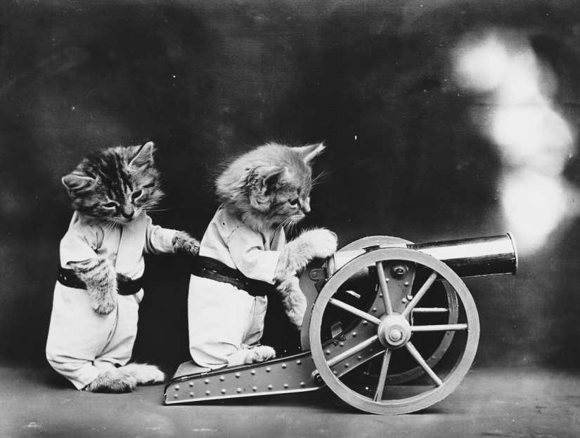 Los gatos y cachorros retro de Harry Witter que causaron sensación hace 100 años