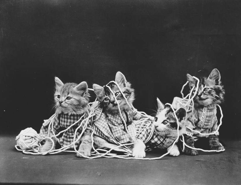 Los gatos y cachorros retro de Harry Witter que causaron sensación hace 100 años