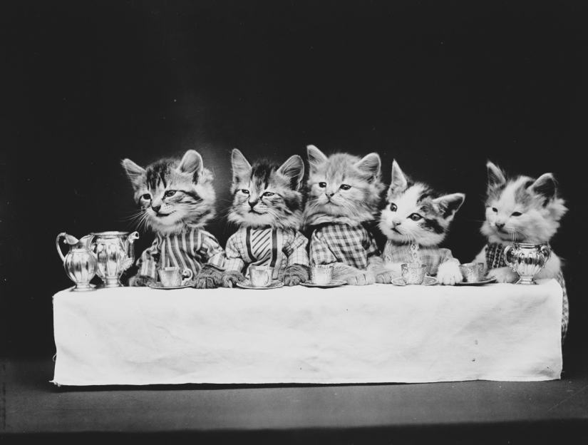 Los gatos y cachorros retro de Harry Witter que causaron sensación hace 100 años