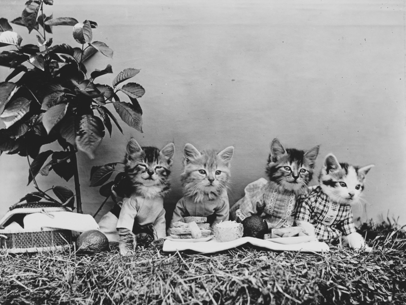 Los gatos y cachorros retro de Harry Witter que causaron sensación hace 100 años