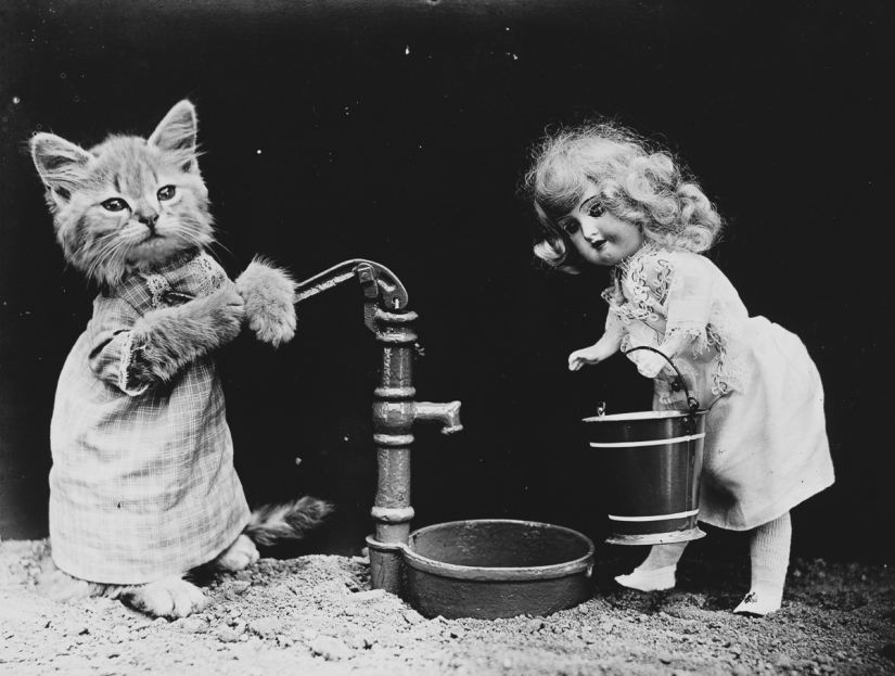 Los gatos y cachorros retro de Harry Witter que causaron sensación hace 100 años