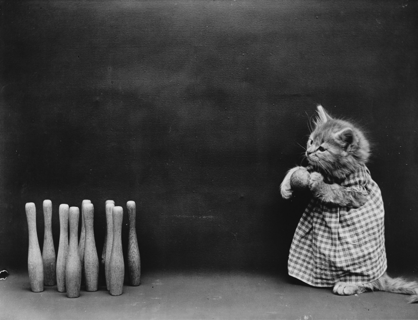 Los gatos y cachorros retro de Harry Witter que causaron sensación hace 100 años