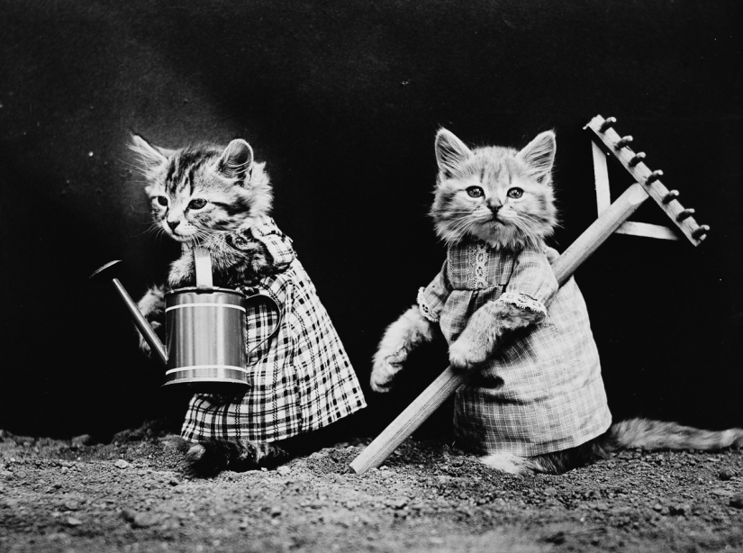 Los gatos y cachorros retro de Harry Witter que causaron sensación hace 100 años