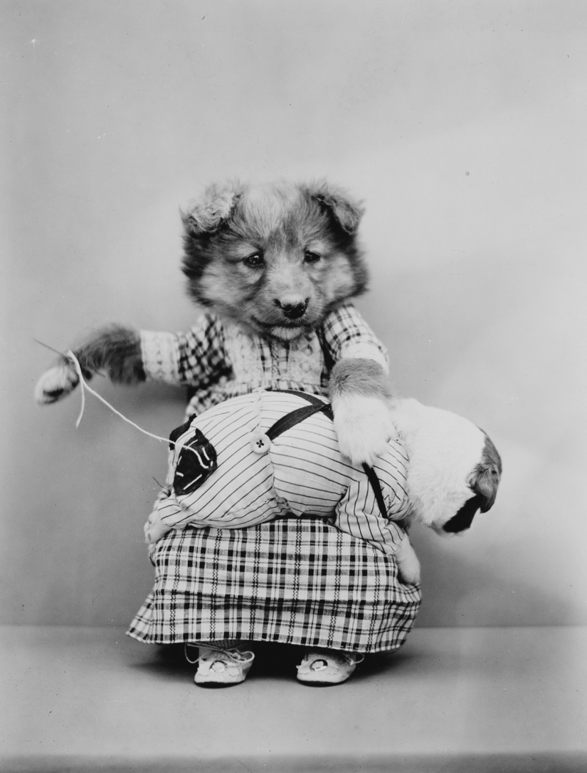 Los gatos y cachorros retro de Harry Witter que causaron sensación hace 100 años