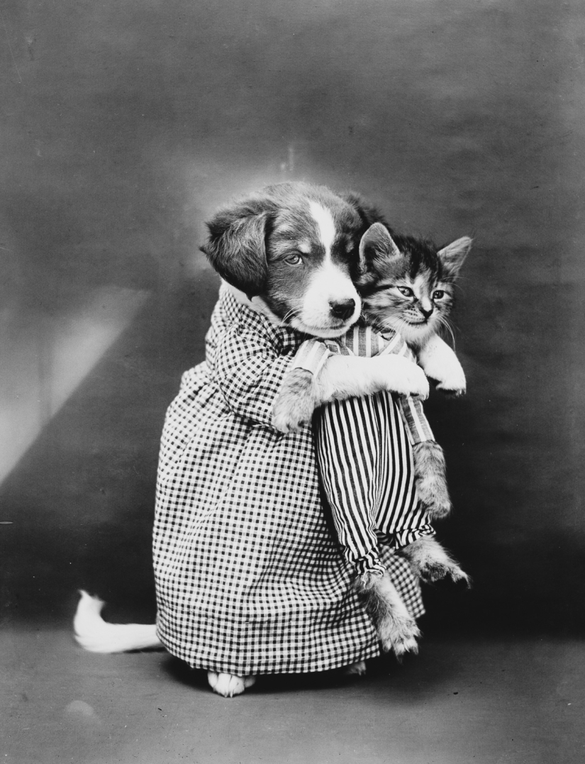 Los gatos y cachorros retro de Harry Witter que causaron sensación hace 100 años