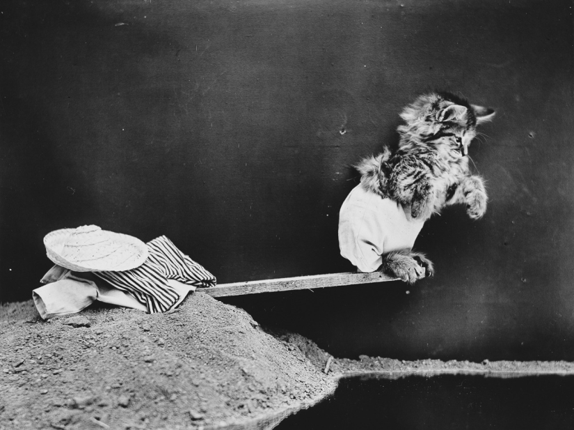 Los gatos y cachorros retro de Harry Witter que causaron sensación hace 100 años