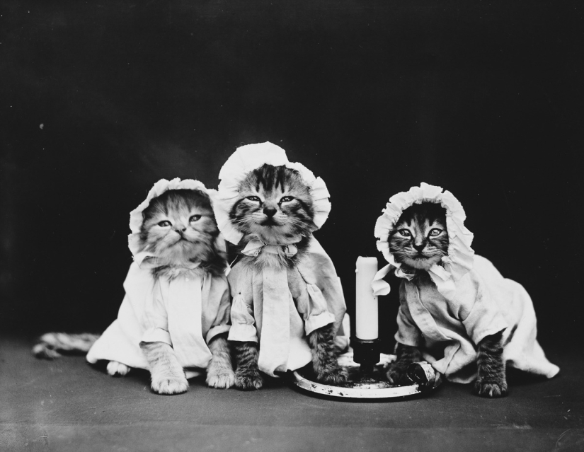 Los gatos y cachorros retro de Harry Witter que causaron sensación hace 100 años