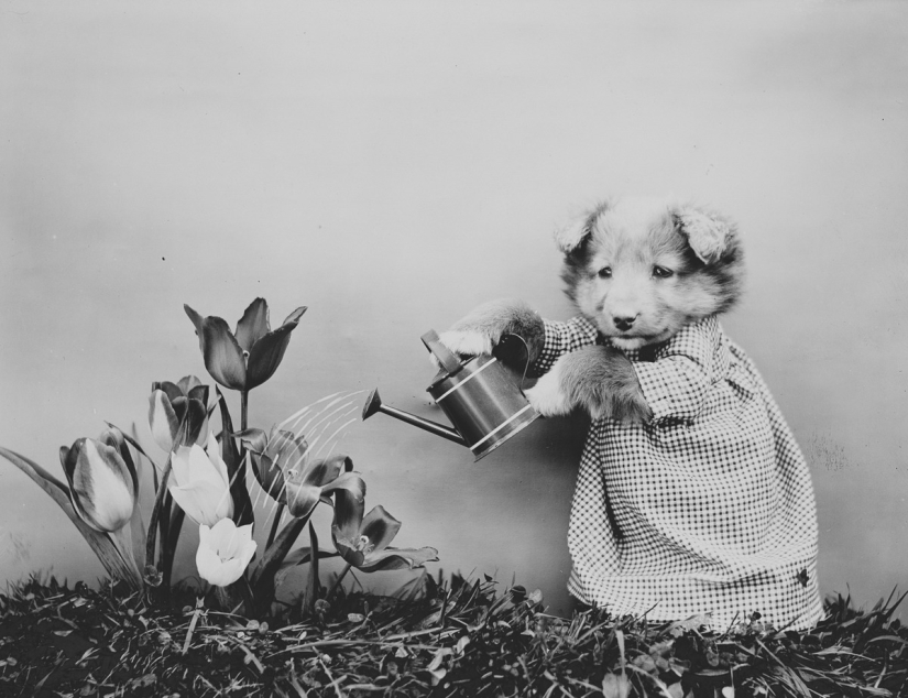 Los gatos y cachorros retro de Harry Witter que causaron sensación hace 100 años