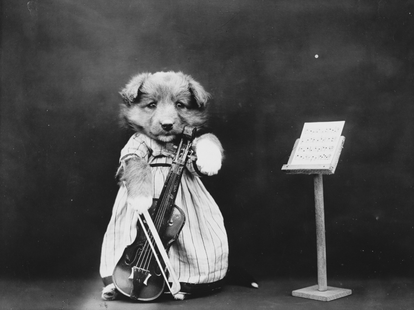 Los gatos y cachorros retro de Harry Witter que causaron sensación hace 100 años