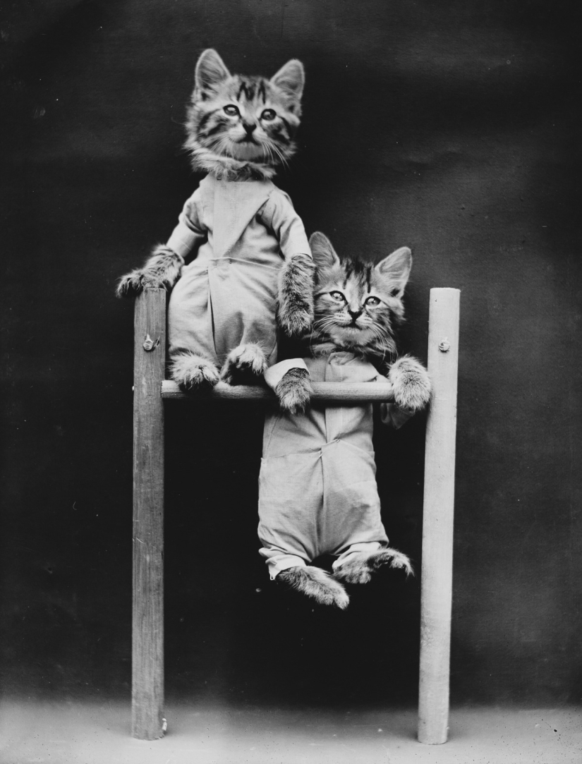 Los gatos y cachorros retro de Harry Witter que causaron sensación hace 100 años