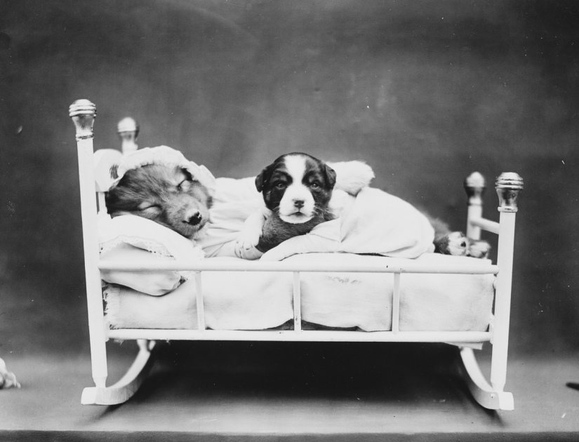 Los gatos y cachorros retro de Harry Witter que causaron sensación hace 100 años